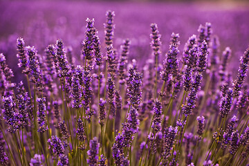 Image showing closeup purple lavender field