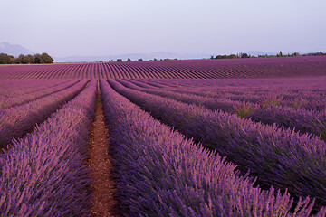 Image showing levender field france