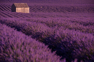 Image showing purple lavender flowers field with lonely old stone house