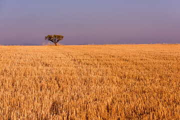 Image showing single tree on harvested field