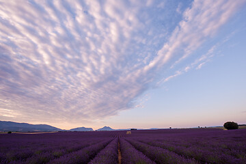 Image showing levender field france