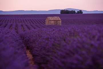 Image showing purple lavender flowers field with lonely old stone house