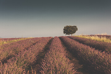 Image showing purple lavender flowers field with lonely tree