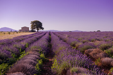 Image showing purple lavender flowers field with lonely tree