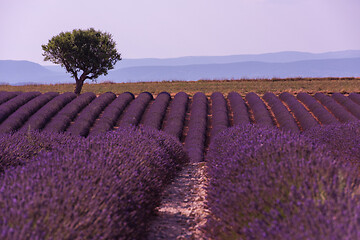 Image showing purple lavender flowers field with lonely tree