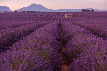 Image showing purple lavender flowers field with lonely old stone house