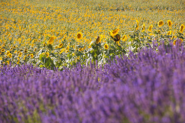 Image showing lavender and sunflower field france