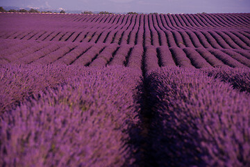 Image showing levender field france