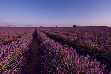 Image showing levender field france