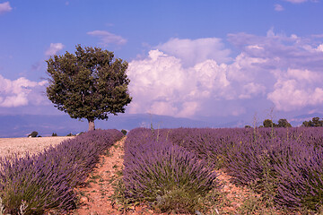 Image showing purple lavender flowers field with lonely tree