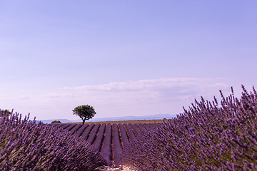 Image showing purple lavender flowers field with lonely tree