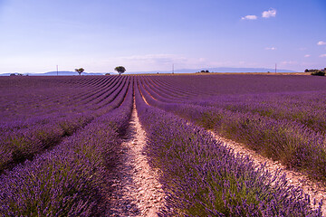 Image showing purple lavender flowers field with lonely tree