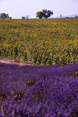 Image showing lavender and sunflower field france