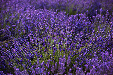 Image showing closeup purple lavender field