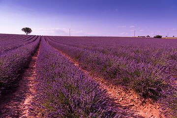 Image showing purple lavender flowers field with lonely tree