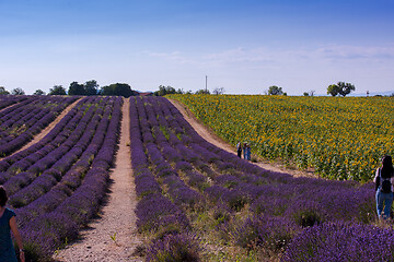 Image showing lavender and sunflower field france