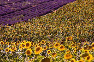 Image showing lavender and sunflower field france