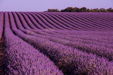 Image showing levender field france