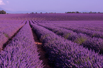 Image showing levender field france