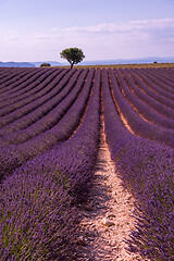 Image showing purple lavender flowers field with lonely tree