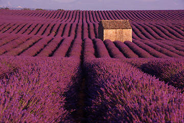 Image showing purple lavender flowers field with lonely old stone house