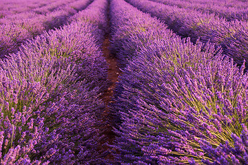 Image showing closeup purple lavender field