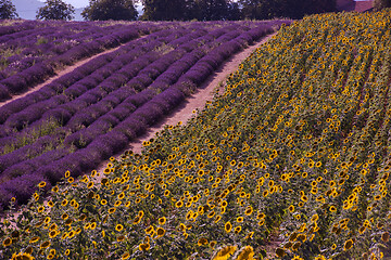 Image showing lavender and sunflower field france