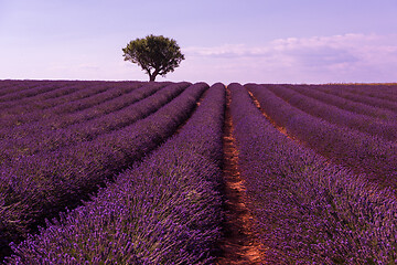 Image showing purple lavender flowers field with lonely tree