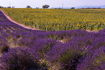 Image showing lavender and sunflower field france