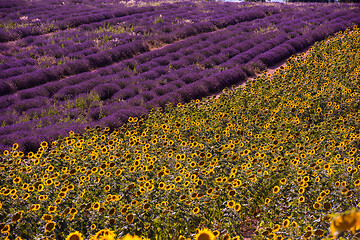 Image showing lavender and sunflower field france