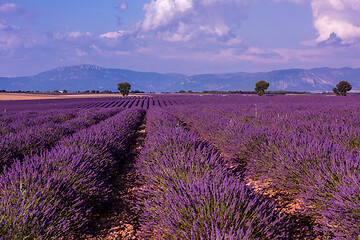 Image showing levender field france