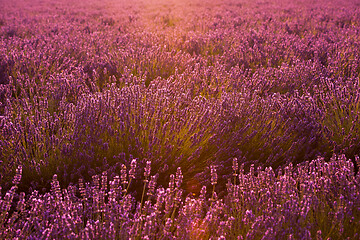 Image showing closeup purple lavender field