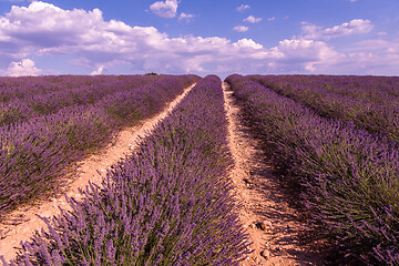 Image showing levender field france