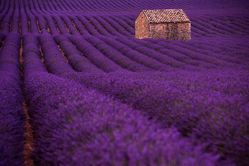 Image showing purple lavender flowers field with lonely old stone house