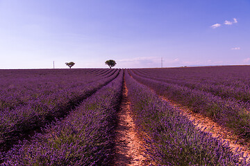 Image showing purple lavender flowers field with lonely tree