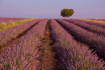 Image showing purple lavender flowers field with lonely tree