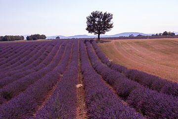 Image showing purple lavender flowers field with lonely tree