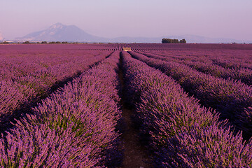 Image showing purple lavender flowers field with lonely old stone house