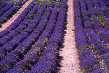 Image showing levender field france