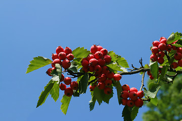 Image showing Autumn fruit