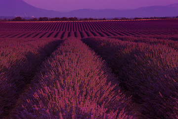 Image showing lavander field france