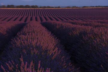 Image showing lavander field france