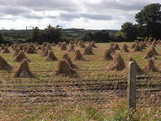 Image showing stooks of corn