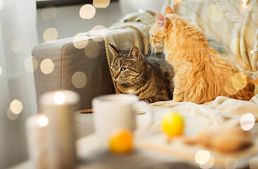 Image showing two cats lying on sofa at home