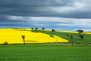 Image showing Canola and wheat fields