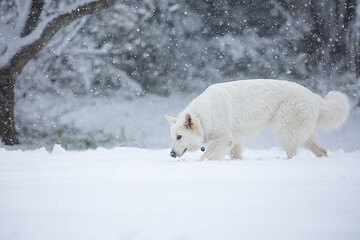 Image showing White shepherd dog in snow