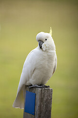 Image showing Cockatoo sitting on a timber fence post