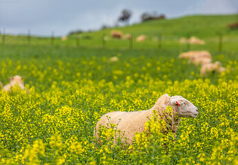 Image showing Sheep grazing in canola in spring