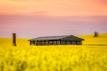 Image showing Barn and old ruin sit in a field of canola