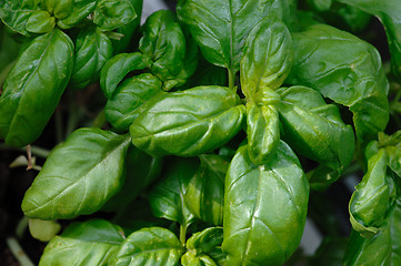 Image showing Basil